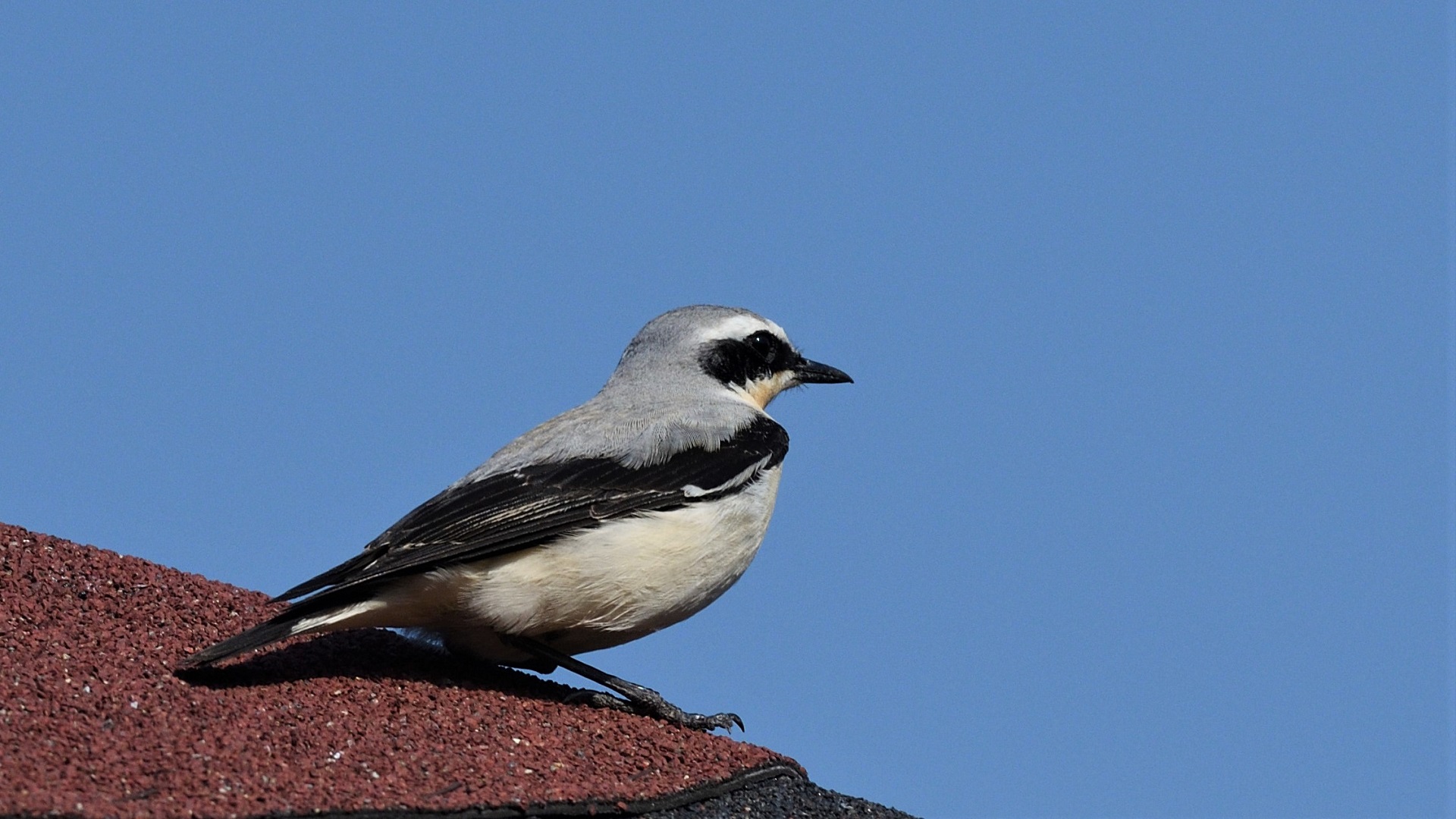 Northern Wheatear